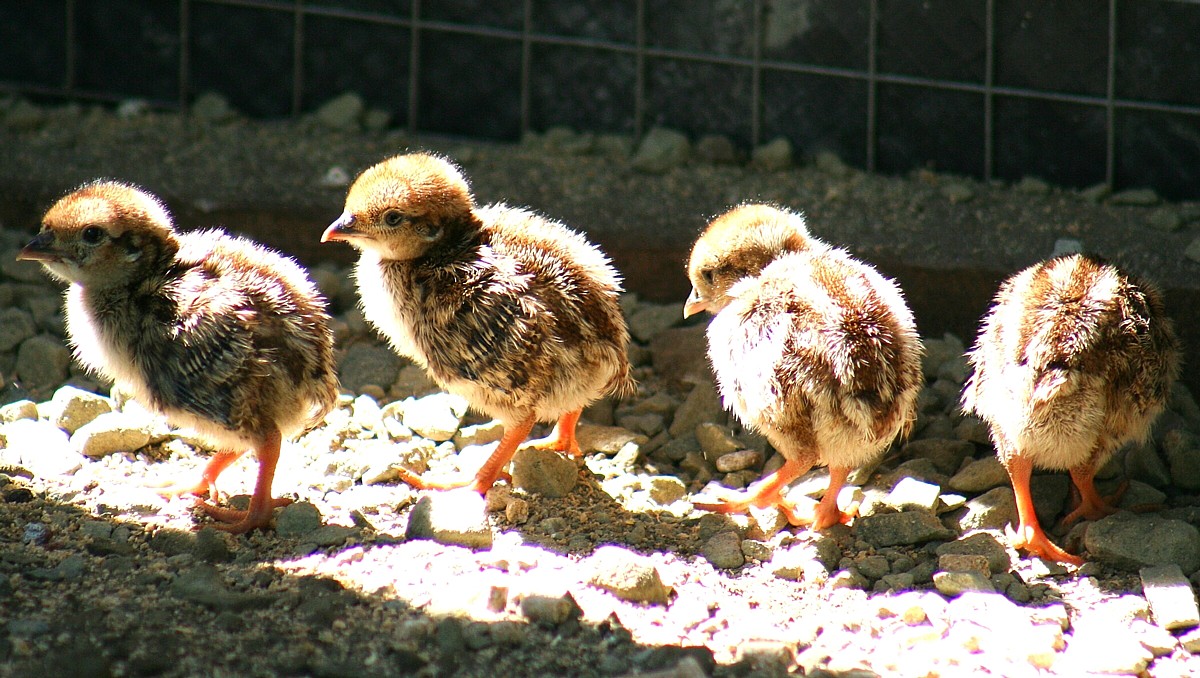 four chicks four chicks
